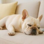 犬のいびきが大きいのは病気のサイン?放置せずに見直したい原因と改善策