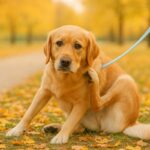 犬が秋にかゆがるのはなぜ？秋に多いアレルギー症状や原因、正しいケア方法を解説