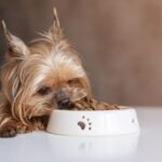 全年齢対応（オールステージ）ドッグフードとは？子犬・成犬・高齢犬に与える方法と注意点