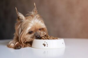 全年齢対応（オールステージ）ドッグフードとは？子犬・成犬・高齢犬に与える方法と注意点