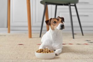 ドッグフードのトレーサビリティとは？リコールや異物混入対策に。飼い主が知っておくべき5つのポイント