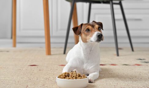 ドッグフードのトレーサビリティとは？リコールや異物混入対策に。飼い主が知っておくべき5つのポイント