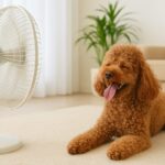 犬の暑さ対策はいつまで必要?秋まで気を抜けない理由と正しいケア方法