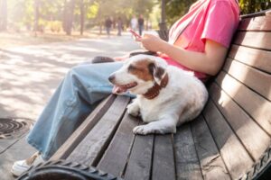 犬のトラブル。違反や罰金は？飼い主が知っておくべき法律と対応方法