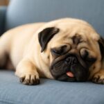犬が舌を出したまま寝る理由と注意点。放置しても大丈夫?