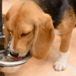 犬の副腎皮質機能亢進症とは？水をよく飲む犬に見られる病気の特徴と対策