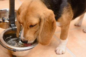 犬の副腎皮質機能亢進症とは？水をよく飲む犬に見られる病気の特徴と対策