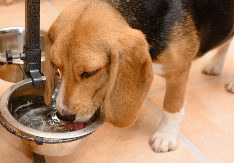 犬の副腎皮質機能亢進症とは？水をよく飲む犬に見られる病気の特徴と対策