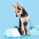 尿路ケアのドッグフードとは。オス犬が注意したい尿トラブルと対策、配合成分について