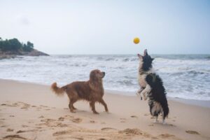 関節サポートのドッグフードとは？配合成分・効果・家庭でできるサポート方法を解説