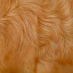 皮膚・被毛ケアのドッグフードとは?犬の毛艶や健康を守る成分と選び方