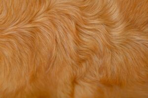 皮膚・被毛ケアのドッグフードとは？犬の毛艶や健康を守る成分と選び方