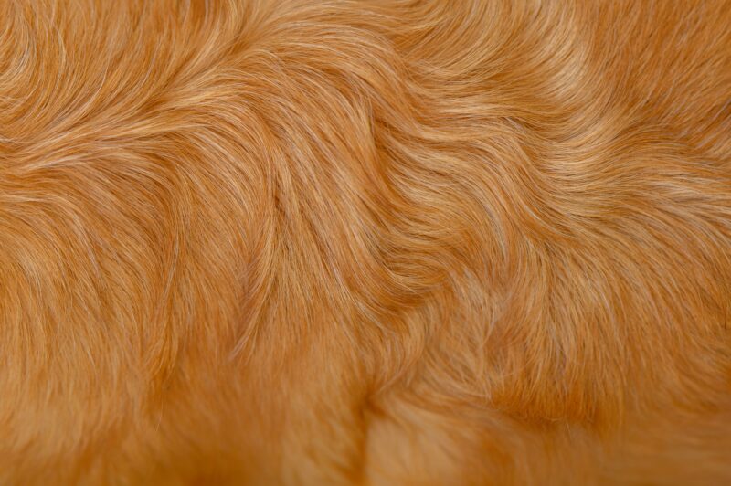皮膚・被毛ケアのドッグフードとは？犬の毛艶や健康を守る成分と選び方
