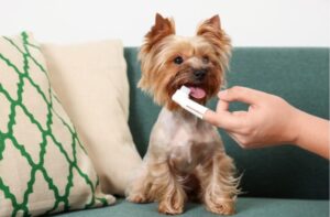 口腔ケアのドッグフードとは?歯垢・歯石を防ぐための食事ケアと選び方、注意点について