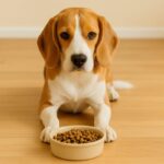 犬への「待て」は長すぎると逆効果？間違った使い方が招くストレスと誤学習