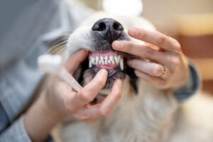 口腔ケアのドッグフードとは?歯垢・歯石を防ぐための食事ケアと選び方、注意点について