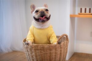 皮膚・被毛ケアのドッグフードとは?犬の毛艶や健康を守る成分と選び方