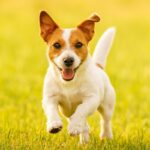 ジャックラッセルテリアの性格や飼いやすさとは？誕生の歴史から飼育のポイントを解説