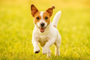 ジャックラッセルテリアの性格や飼いやすさとは？誕生の歴史から飼育のポイントを解説