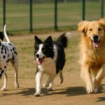 大型犬との暮らしに向いているのはどんな人？憧れを現実にする準備ガイド