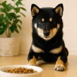 犬の「マテ」はなぜ大切？メリット・教え方・やってはいけないこと