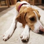 犬の貧血とは?歯茎の色・息づかいでわかる危険サインと飼い主ができること