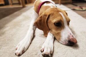 犬の貧血とは？歯茎の色・息づかいでわかる危険サインと飼い主ができること