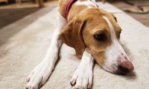 犬の貧血とは？歯茎の色・息づかいでわかる危険サインと飼い主ができること