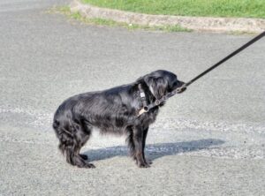 犬の貧血とは？歯茎の色・息づかいでわかる危険サインと飼い主ができること