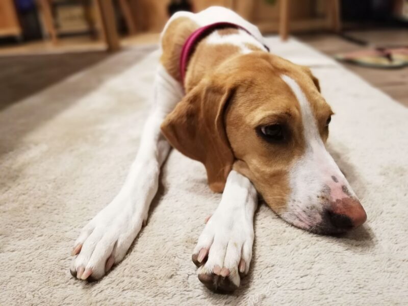 犬の貧血とは？歯茎の色・息づかいでわかる危険サインと飼い主ができること