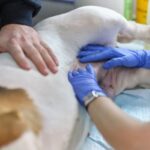 犬の寄生虫症とは？代表的な9種類を解説。症状と感染経路、飼い主が知っておきたい対策