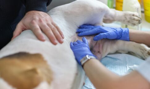 犬の寄生虫症とは？代表的な9種類を解説。症状と感染経路、飼い主が知っておきたい対策