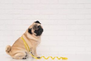 犬のダイエットフードとは?肥満対策に効果的な成分や栄養素、特徴を解説