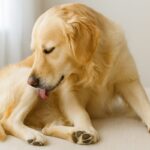 犬の舐めすぎはなぜ起こる?原因と飼い主ができる予防策を解説