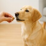 犬におやつを与えるべきタイミングとは。間違えると逆効果?適切な与え方や注意点を解説
