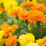 ドッグフードのマリーゴールド。犬の免疫機能を整えるルテインが含有!注意点も