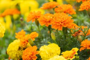 ドッグフードのマリーゴールド。犬の免疫機能を整えるルテインが含有!注意点も