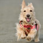 免疫サポートのドッグフードとは？高齢犬や体調を崩しやすい犬を支える栄養素や成分について