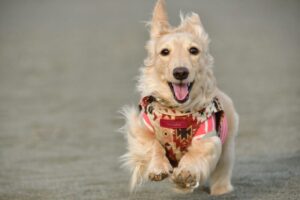 免疫サポートのドッグフードとは?高齢犬や体調を崩しやすい犬を支える栄養素や成分について