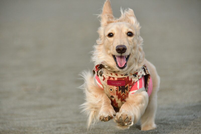 免疫サポートのドッグフードとは?高齢犬や体調を崩しやすい犬を支える栄養素や成分について