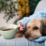 犬のカフェイン中毒。コーヒーだけじゃない、コーラや緑茶の危険性と致死量について