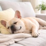 犬との暮らしでエアコンはつけっぱなしにして大丈夫?年齢・犬種別に考える快適な室温管理