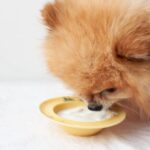 ドッグフードのプロバイオティクスとは？犬の腸内環境を整える効果や、プレバイオティクスとの違いについて解説