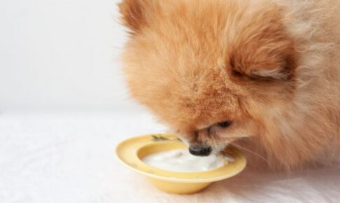 ドッグフードのプロバイオティクスとは？犬の腸内環境を整える効果や、プレバイオティクスとの違いについて解説