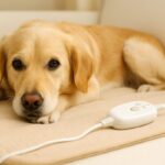 犬に電気毛布は使っても大丈夫？正しい使い方と危険性、猫との違いを解説
