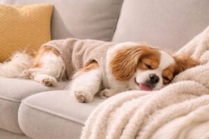 犬は冬にも熱中症リスクがある?寒い季節に見落とされがちな危険とは