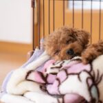 犬は室内フリーにすべき?ケージ管理が良い?飼育環境の正解を考える