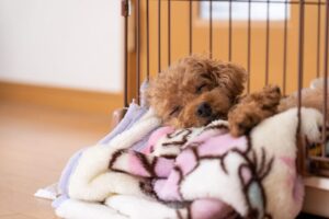 犬は室内フリーにすべき?ケージ管理が良い?飼育環境の正解を考える