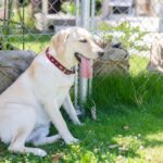 犬の熱中症とその対策。飼い主が知っておくべき大切なこと