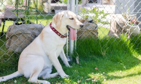 犬の熱中症とその対策。飼い主が知っておくべき大切なこと
